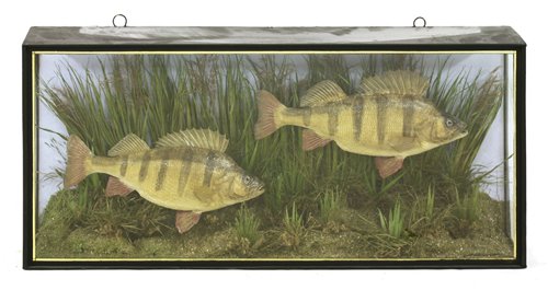 Lot 73 - Taxidermy: two large perch