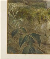Lot 212 - Johannes Gerardus Keulemans (1842-1912)
