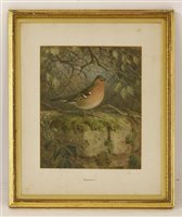 Lot 212 - Johannes Gerardus Keulemans (1842-1912)