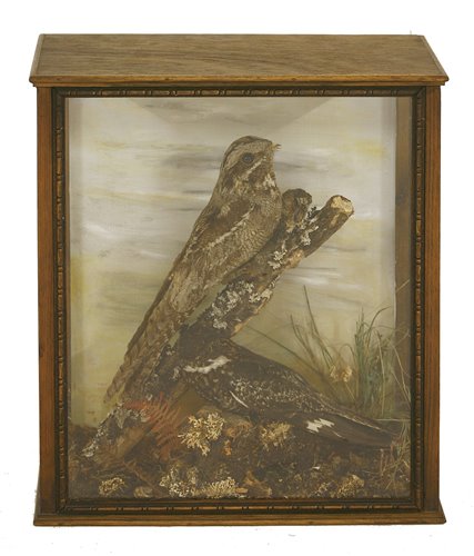 Lot 231 - Taxidermy: A male and female nightjar