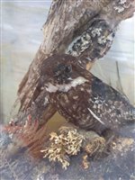 Lot 231 - Taxidermy: A male and female nightjar