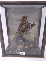 Lot 231 - Taxidermy: A male and female nightjar