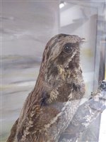 Lot 231 - Taxidermy: A male and female nightjar