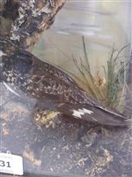 Lot 231 - Taxidermy: A male and female nightjar