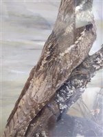 Lot 231 - Taxidermy: A male and female nightjar