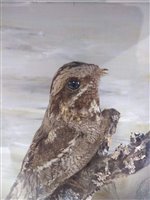 Lot 231 - Taxidermy: A male and female nightjar