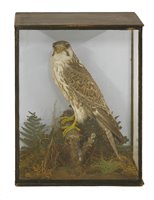 Lot 232 - Taxidermy: An adolescent peregrine