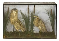 Lot 234 - Taxidermy: A pair of Bittern in a naturalistic setting