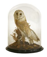 Lot 239 - Taxidermy: A Victorian barn owl