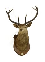 Lot 388 - Stags head