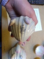 Lot 404 - A Belleek shell moulded part tea set