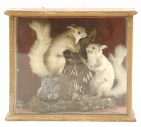 Lot 421 - An early 20th century cased taxidermy study of...