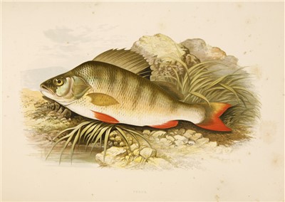 Lot 238 - Houghton, The Rev. W; Lydon, A F(ill) : British Fresh-Water Fishes.