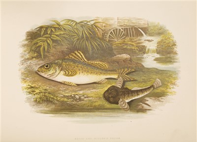 Lot 238 - Houghton, The Rev. W; Lydon, A F(ill) : British Fresh-Water Fishes.
