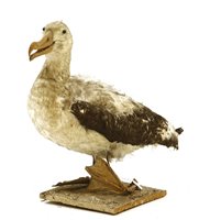 Lot 624 - A taxidermy study of an Albatross