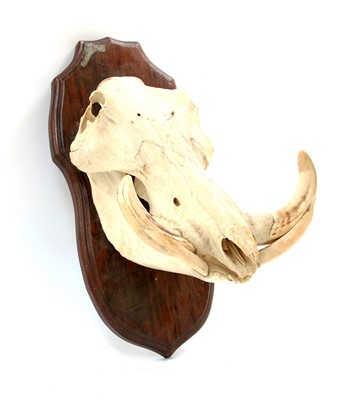 Lot 180 - A mounted warthog head with tusks