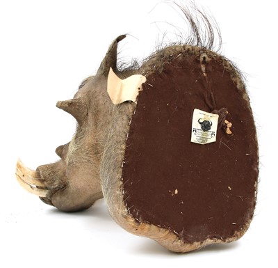 Lot 180 - A mounted warthog head with tusks