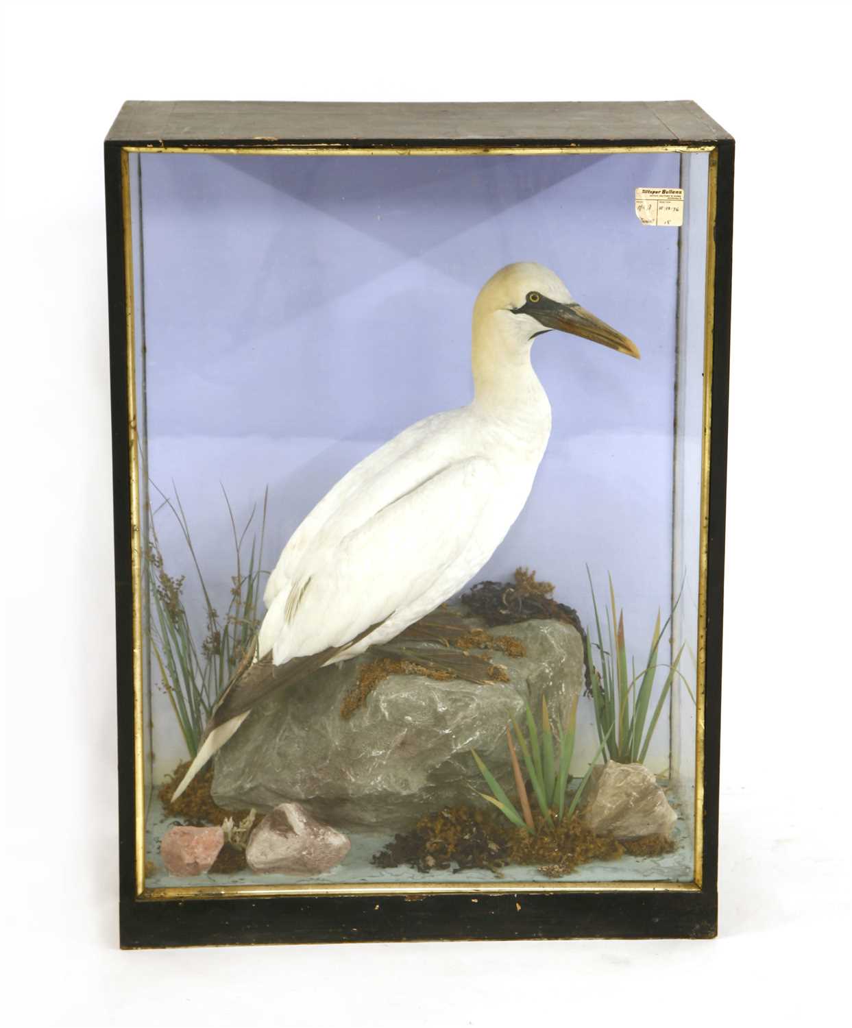 Lot 571 - A stuffed and mounted gannet