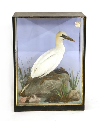 Lot 571 - A stuffed and mounted gannet
