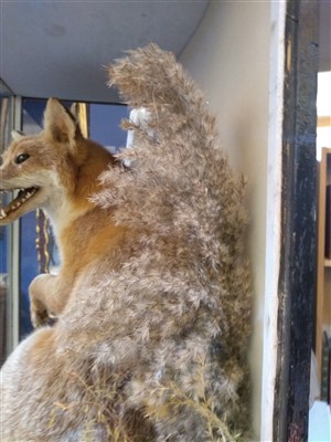 Lot 570 - A stuffed and mounted fox
