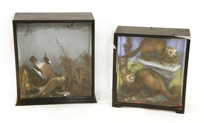 Lot 251A - Two stuffed and mounted pine martens