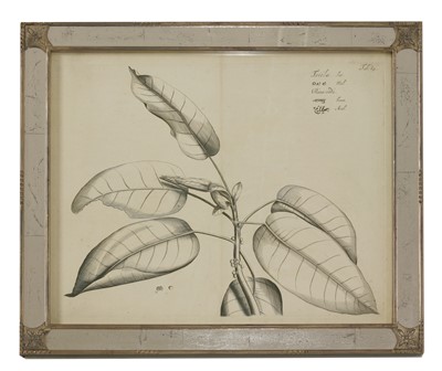 Lot 175 - A set of ten monochrome botanical engravings