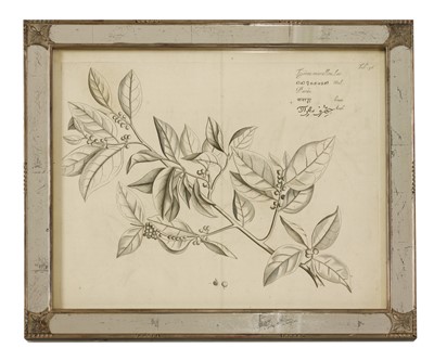 Lot 175 - A set of ten monochrome botanical engravings