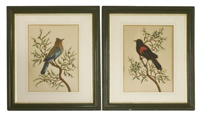 Lot 451 - A pair of feathered bird pictures