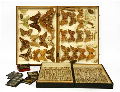 Lot 221 - A cased display of Indian silk moths