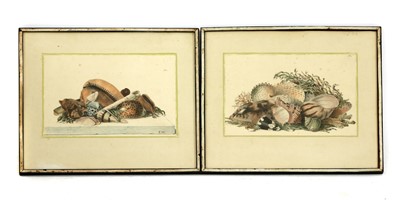 Lot 255 - Four hand-coloured lithographs of shell arrangements