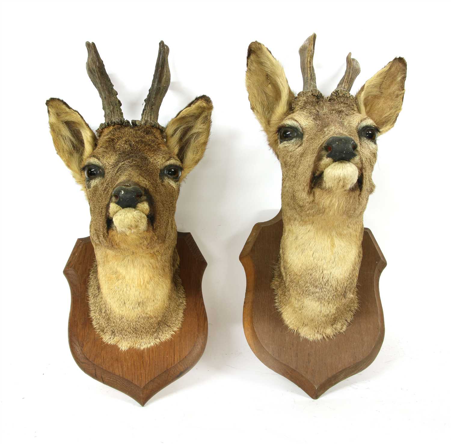 Lot 236 - A pair of Deyrolle of Paris taxidermy deer heads