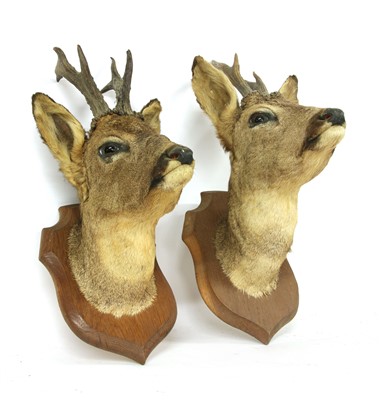 Lot 236 - A pair of Deyrolle of Paris taxidermy deer heads