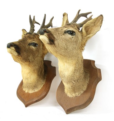 Lot 236 - A pair of Deyrolle of Paris taxidermy deer heads