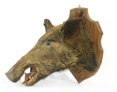 Lot 297A - A taxidermy study of a boar's head