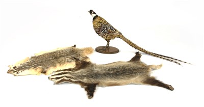 Lot 251 - A taxidermy study of a pheasant