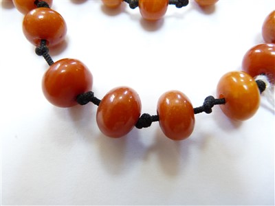 Lot 38 - A single row graduated bouton shaped butterscotch amber bead necklace