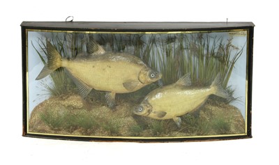 Lot 531B - Taxidermy:  Two stuffed bream, 1912