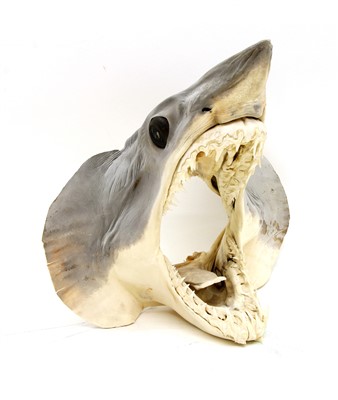 Lot 509 - A Mako Shark head