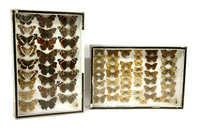 Lot 453A - A group of six cased butterfly specimens