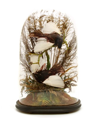 Lot 344 - Taxidermy: a glass dome with two birds