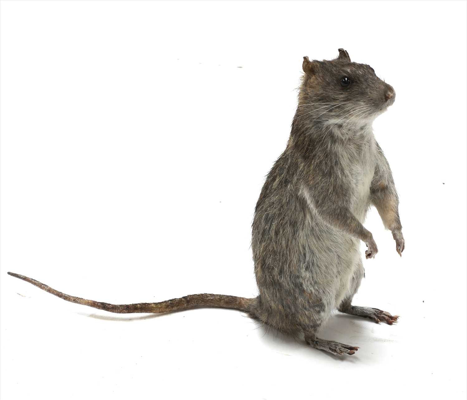 Lot 321 SCABBERS THE RAT