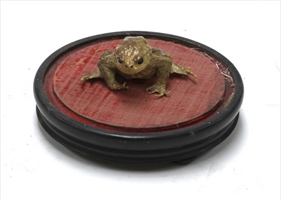 Lot 322 - TREVOR THE TOAD