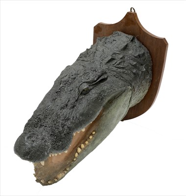 Lot 465 - CROCODILE HEAD