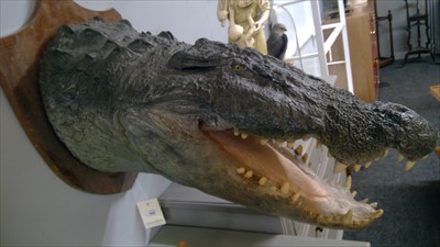 Lot 465 - CROCODILE HEAD