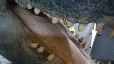 Lot 465 - CROCODILE HEAD