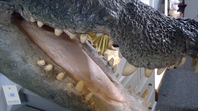 Lot 465 - CROCODILE HEAD