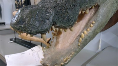 Lot 465 - CROCODILE HEAD