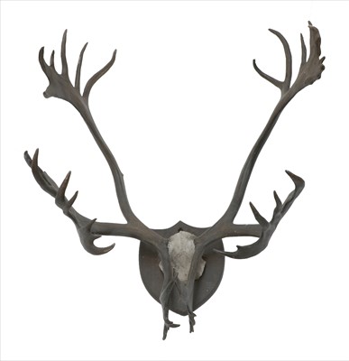 Lot 252 - CARIBOU ANTLERS