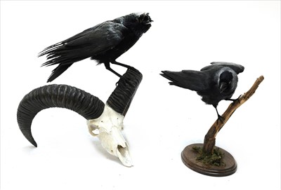 Lot 78 - TAXIDERMY: A CARRION CROW