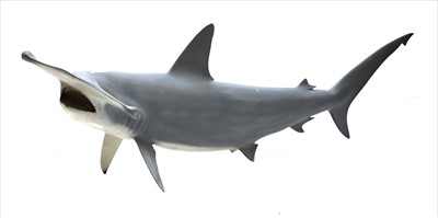 Lot 450 - HAMMERHEAD SHARK